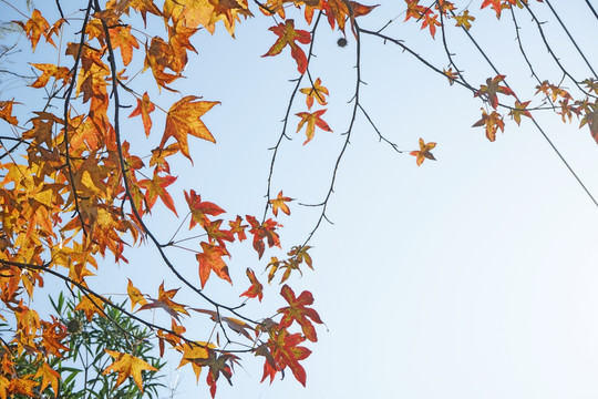 枫叶素材 阳光树叶 秋天景色