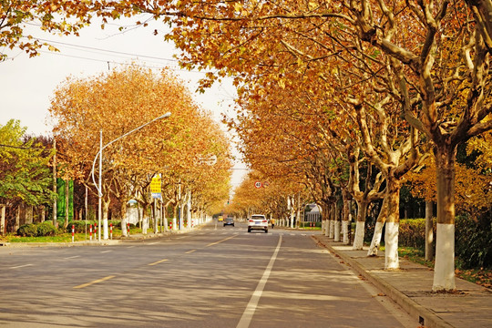 秋景 秋天的道路 梧桐树