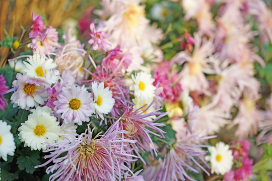 花海 菊花 鲜花背景