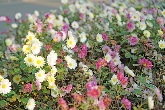 菊花高清 秋菊 雏菊