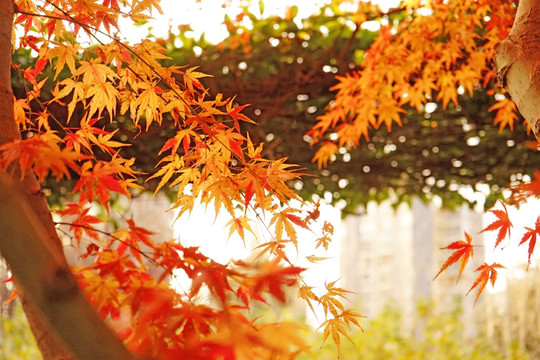 红枫背景 枫叶素材 秋景素材