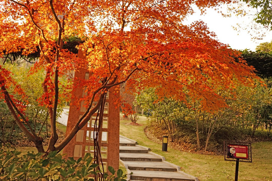 秋天的枫叶 枫树叶 高清背景
