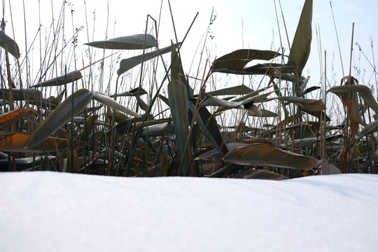 雪地枯草