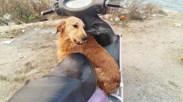 摩托车上的金毛犬