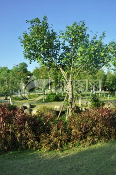 公园绿色风景