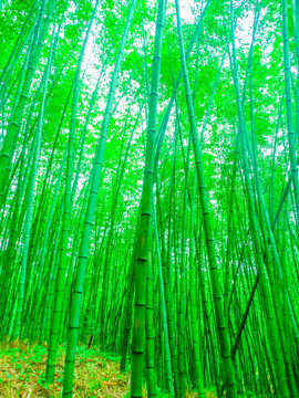 竹林