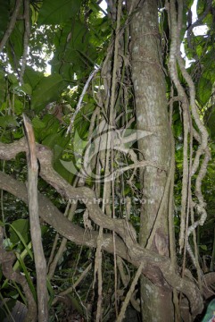 海南三亚呀诺达热带雨林植物