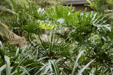 观赏植物龟背竹