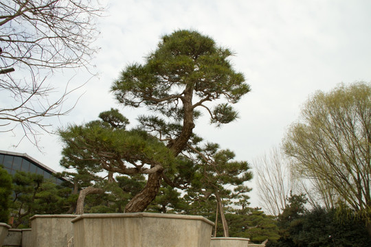 柏树 侧柏 大型盆景