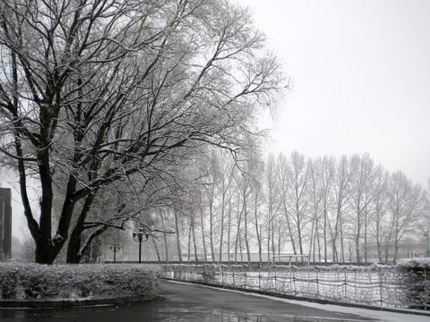 雪后的宁静