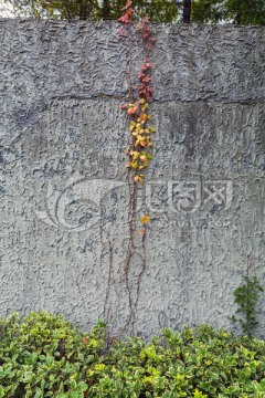 爬山虎 綠植
