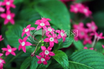 紅色小花