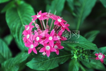 紅色小花 綠化帶小花 靜安區