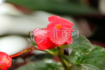 紅色小花 綠化帶小花 靜安區