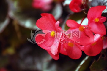 紅色小花 綠化帶小花
