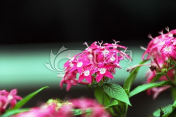 紅色小花 綠化帶小花 靜安區