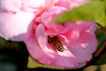 蜜蜂 采蜜 粉色山茶