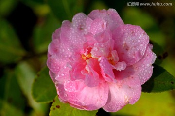 茶梅 粉色山茶花 水珠雨滴