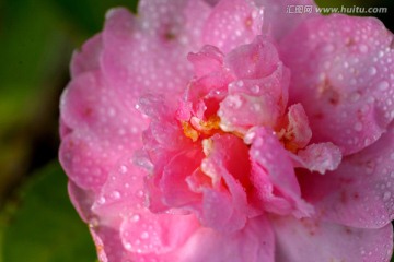 茶梅 粉色山茶花 水珠雨滴