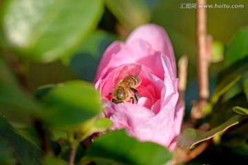 蜜蜂 采蜜 粉色山茶花