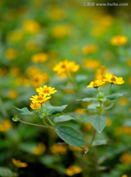 美兰菊 黄色菊花 小黄花