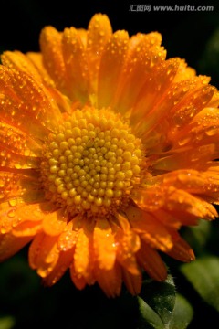 金盏菊 黄色菊花 水珠雨滴