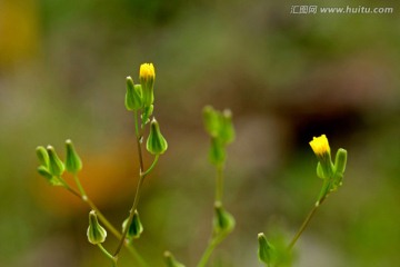 水飞蓟 黄色野花 小蓟 蒲公英