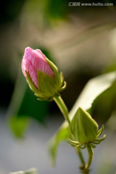 木槿 花苞 含苞待放