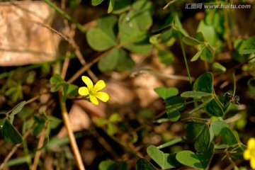 毛茛花 黄色野花