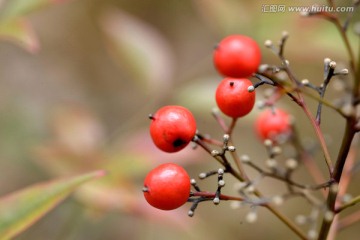 南天竹 红色果实 微距