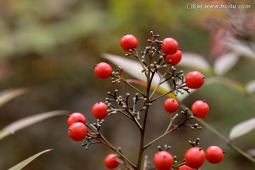 南天竹 红色果实 微距