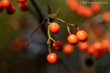 红色野果 微距特写 南天竹