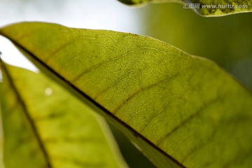 阳光下的绿叶 叶脉纹理