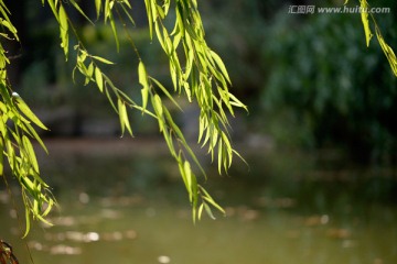 绿色柳树叶 柳叶纷飞