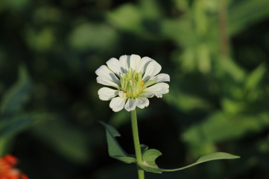 百日草 百日菊