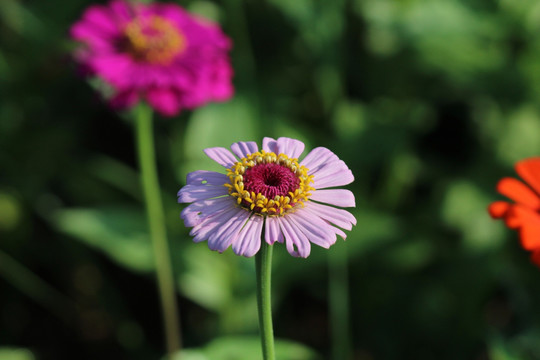 百日草 百日菊