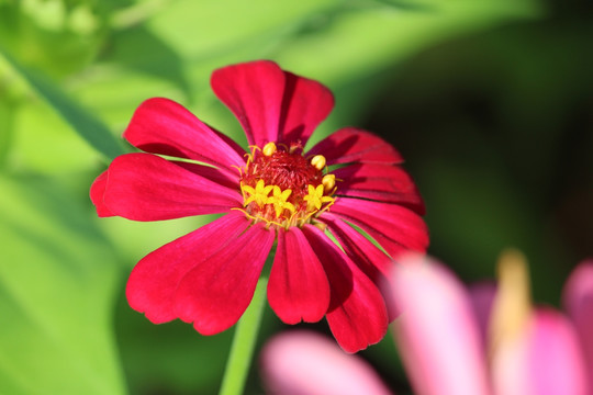 百日草 百日菊