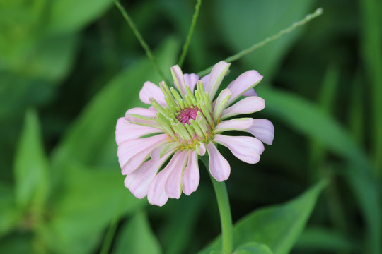 百日草 百日菊