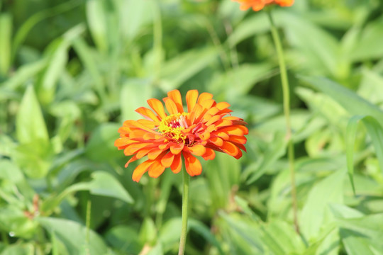 百日草 百日菊