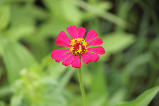 百日草 百日菊