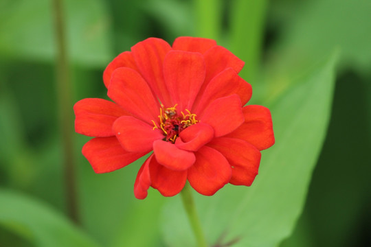 百日草 百日菊 红花