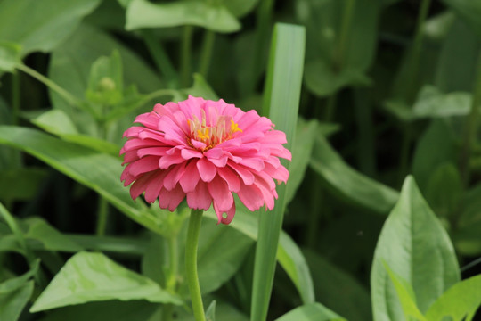 百日草 百日菊 红花