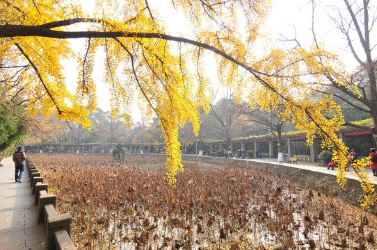 四川大学华西医学院