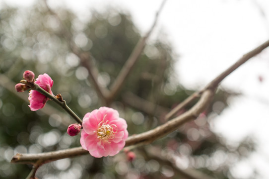 梅花特写