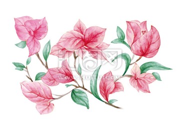 水彩粉花