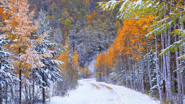 秋林雪路