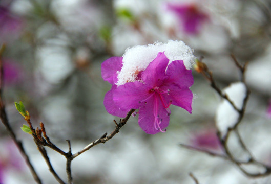 春季落雪的杜鹃花