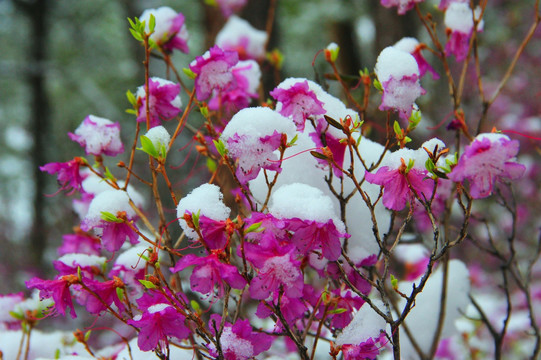春季落雪的杜鹃花