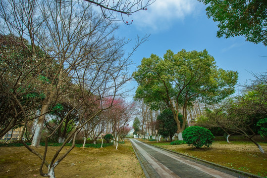 公园春天风景