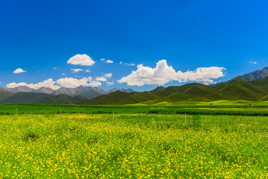 青海油菜花